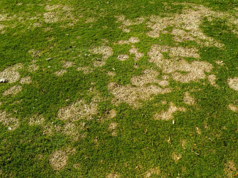 Fall Lawn Fertilizing in Ventura County, CA