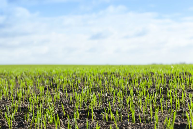Field Grass Cutting Service