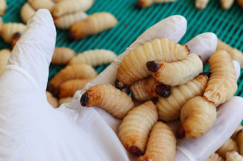 Grub Control in Ventura County, CA