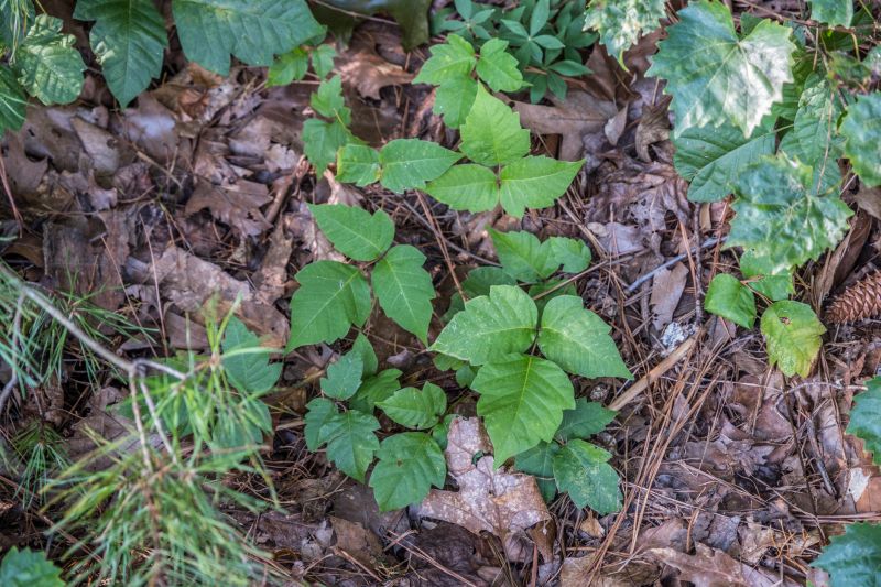 Poison Ivy Removal in Doylestown, PA
