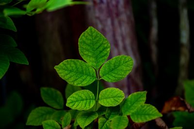 Poison Ivy Removal in Bucks County, PA